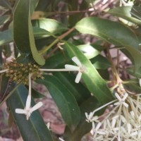 Ixora jucunda Thwaites